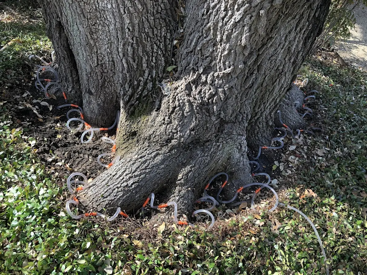 Detailed Tree Cabling and Bracing job site in Colden